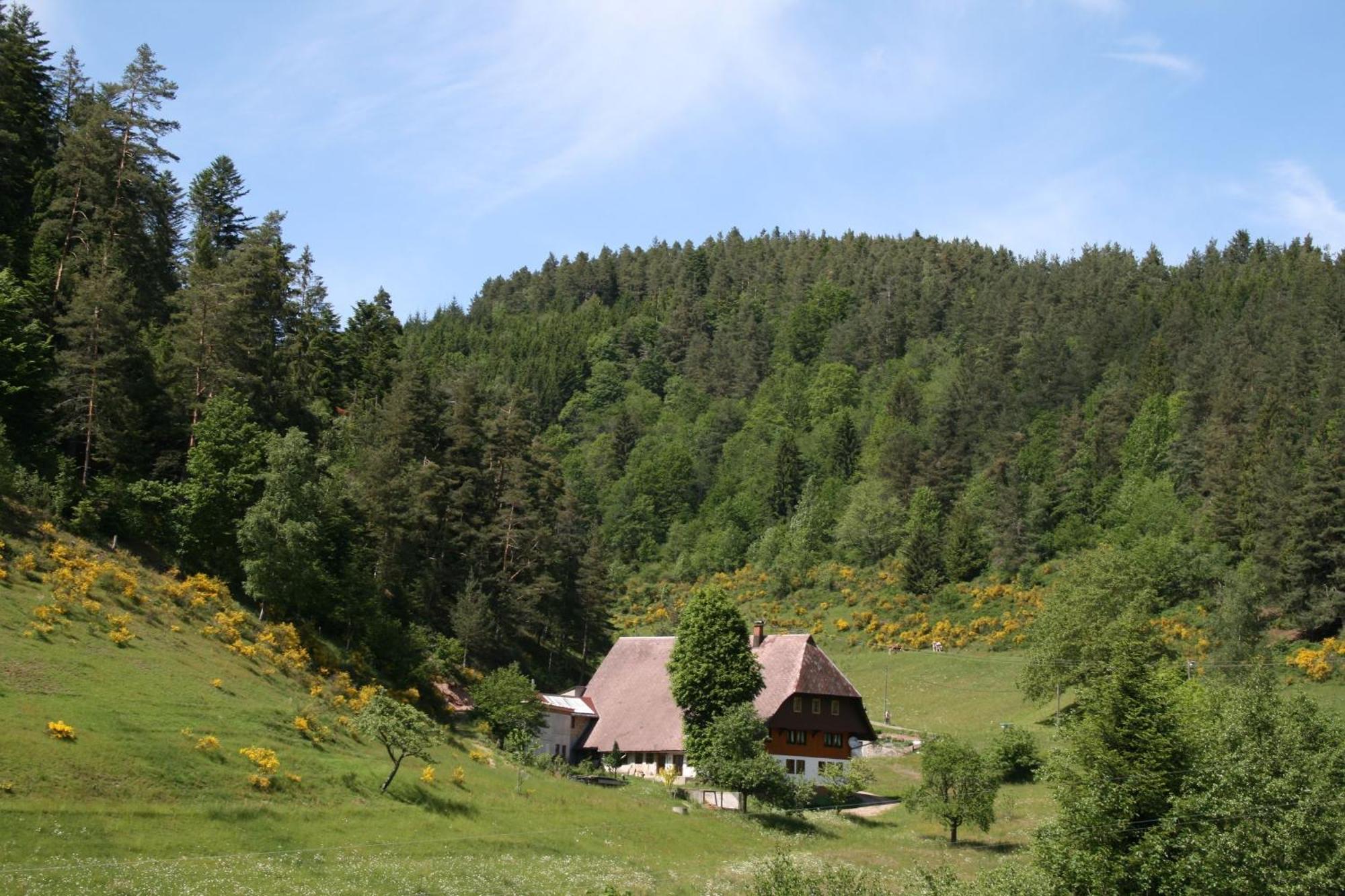 Вілла Haus Am Waldrand Triberg im Schwarzwald Екстер'єр фото